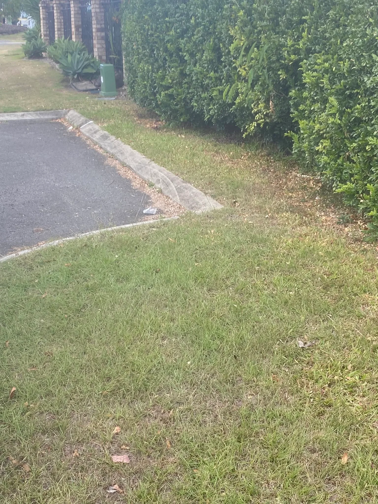 Large overgrown hedge before trimming, Molendinar