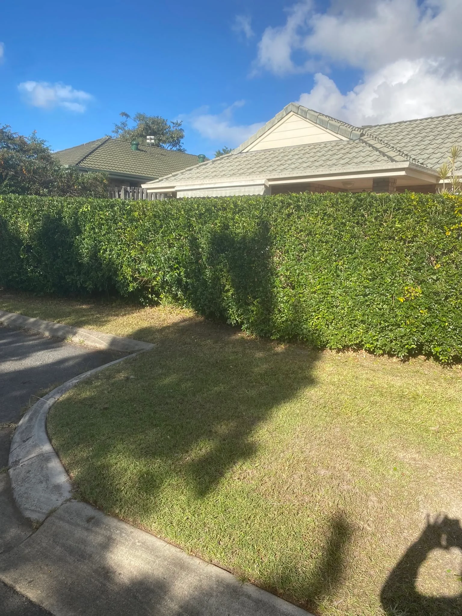 Large neat hedge after trimming, Molendinar