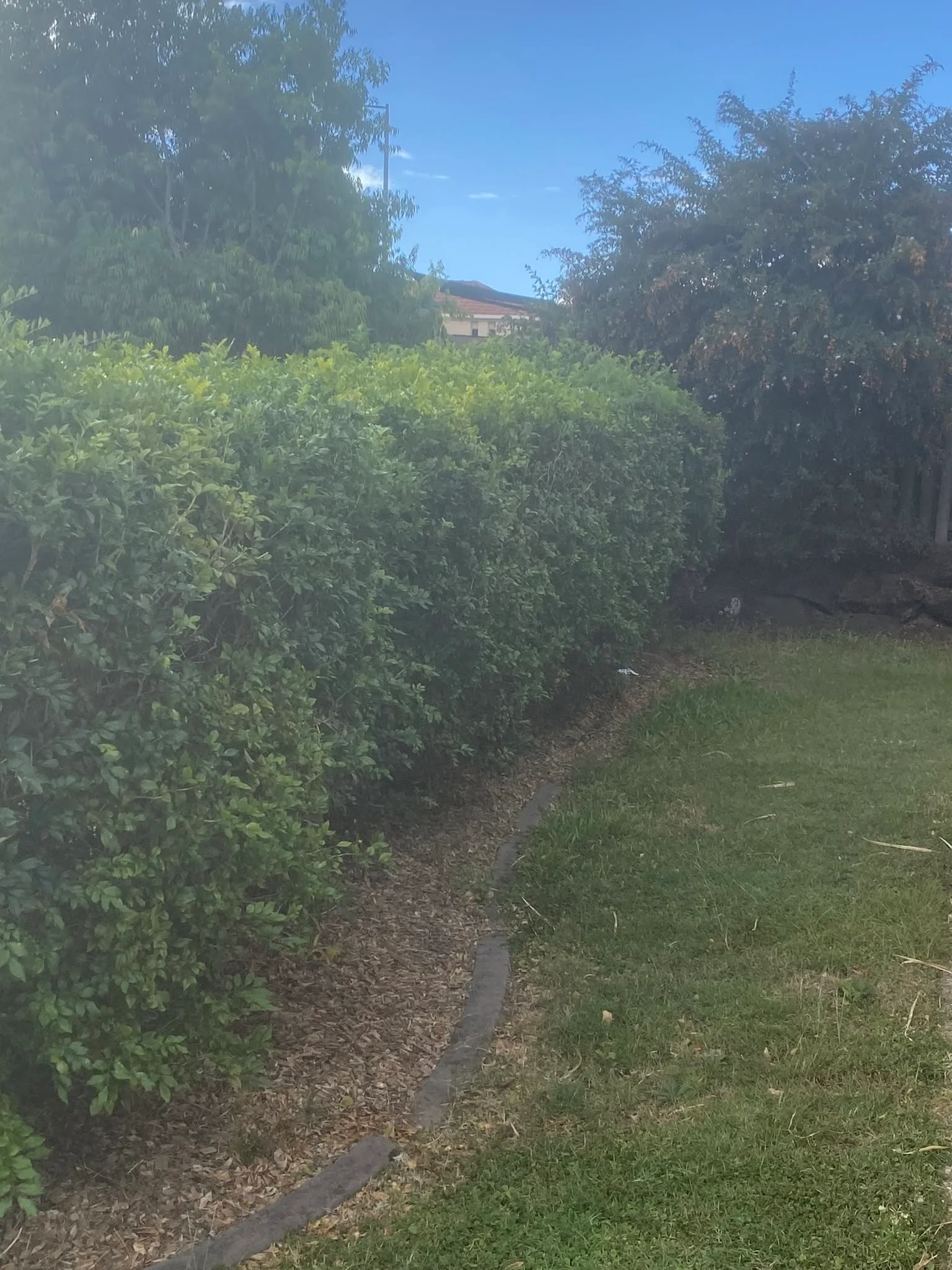 Trimmed hedge line, Molendinar