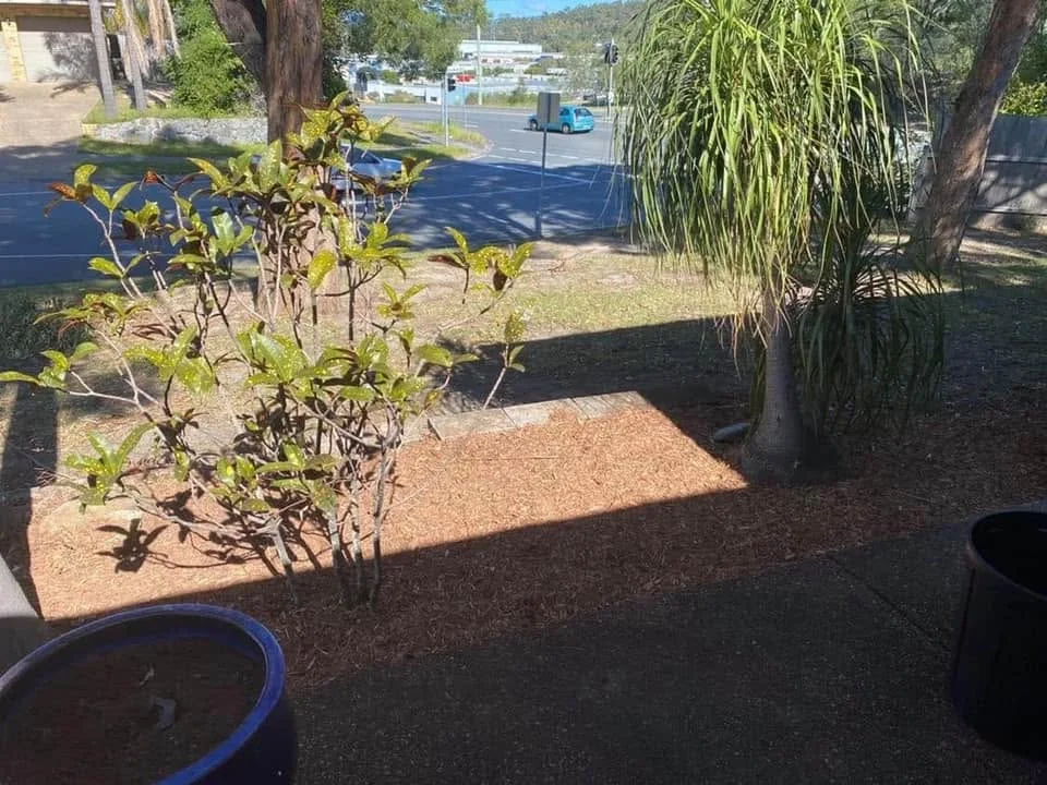 Landscaped garden bed with feature planting, Molendinar