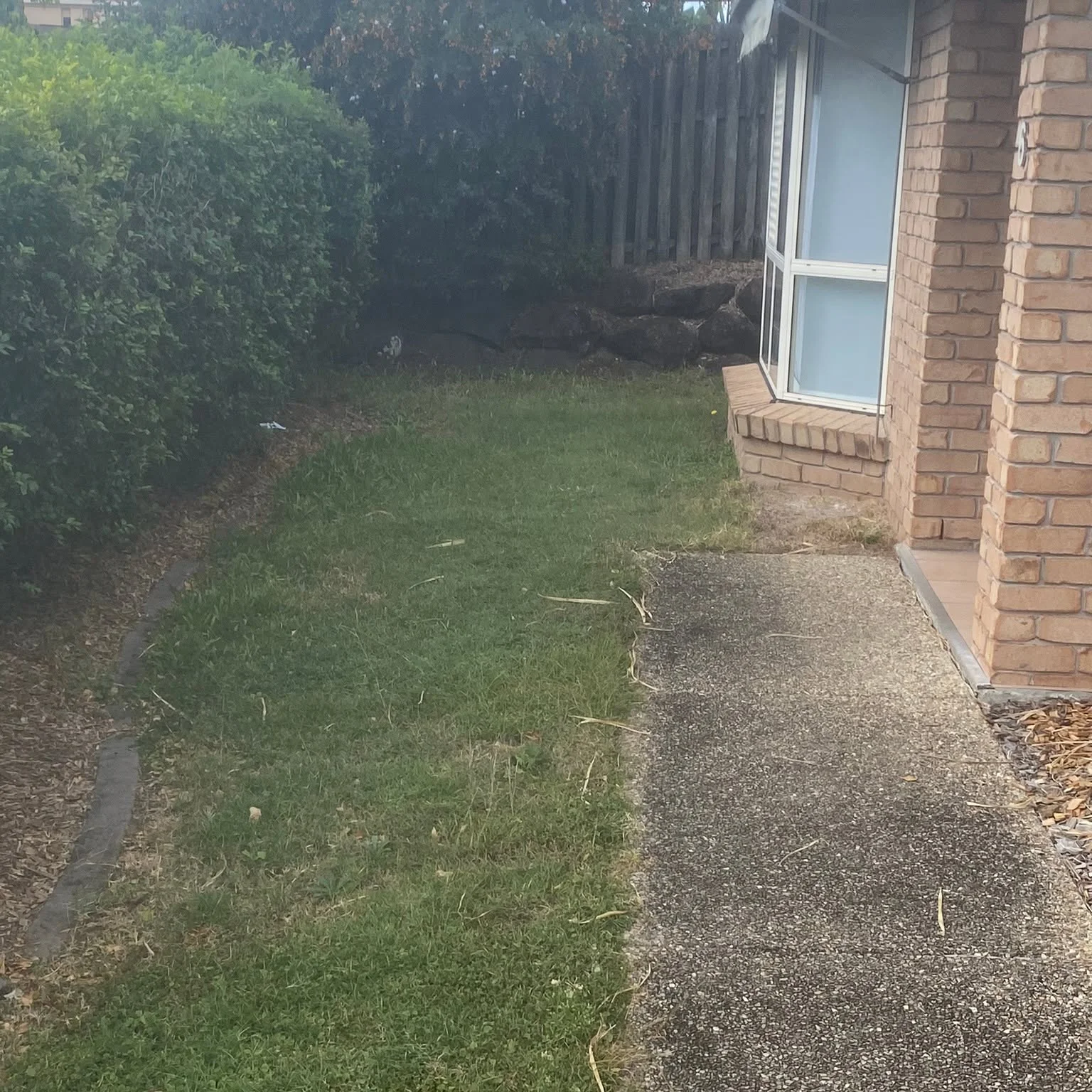 Side yard lawn after mowing with mower visible, Molendinar