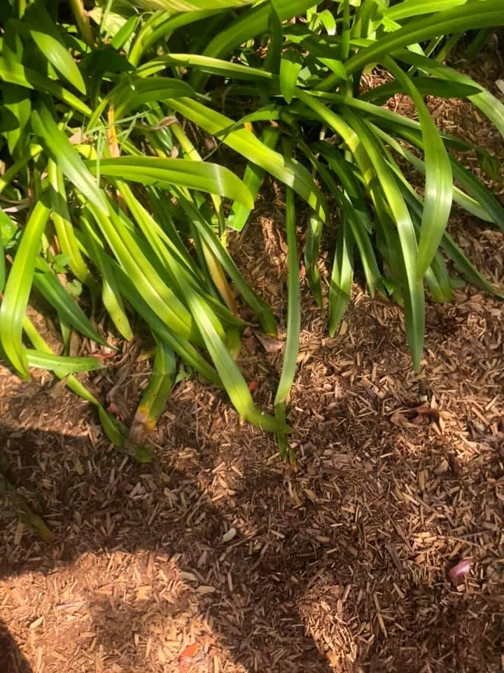 Tropical garden plants in mulched bed after treatment, Molendinar