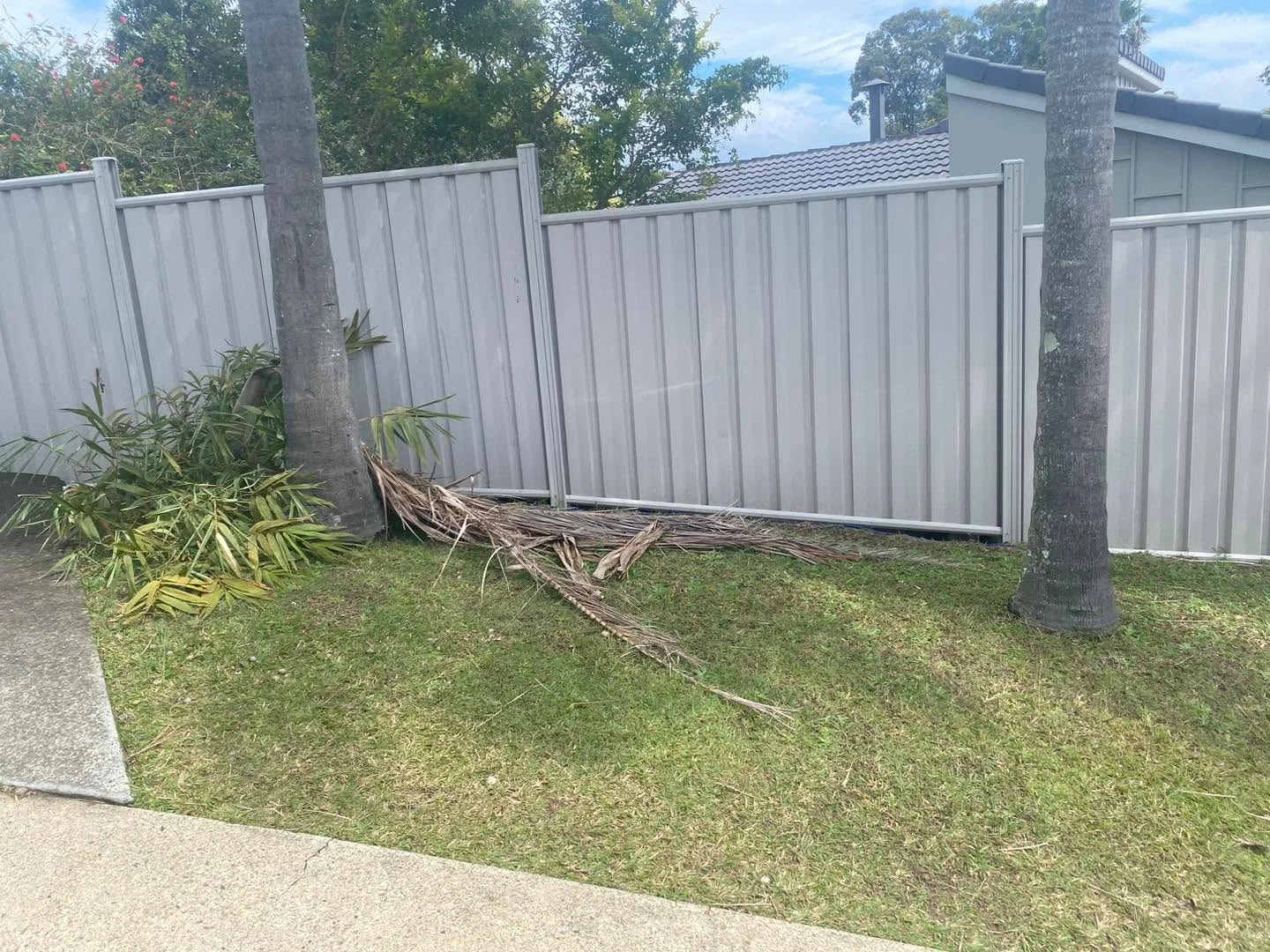 Property with fallen palm fronds before clean-up, Molendinar