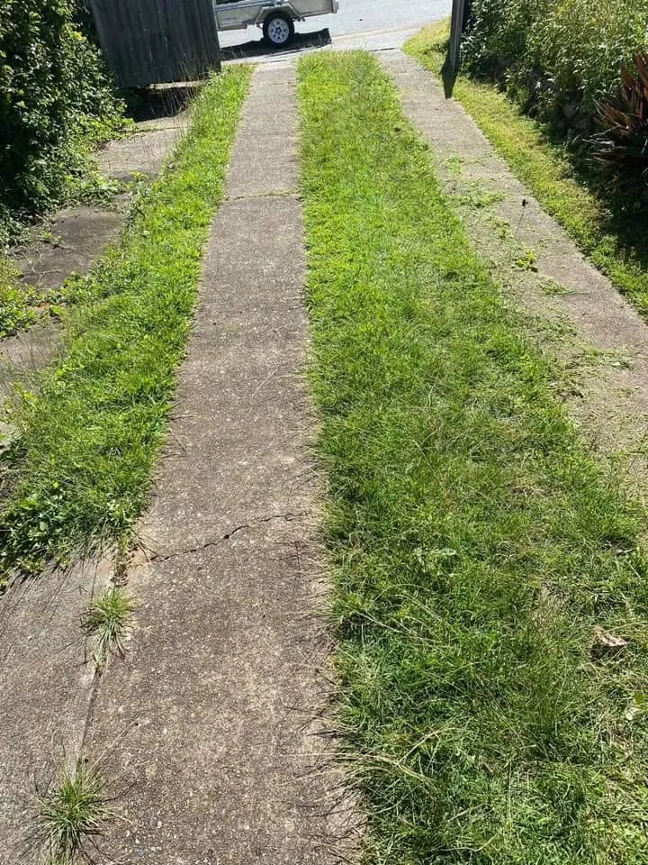 Weed-covered pathway and garden area, Molendinar
